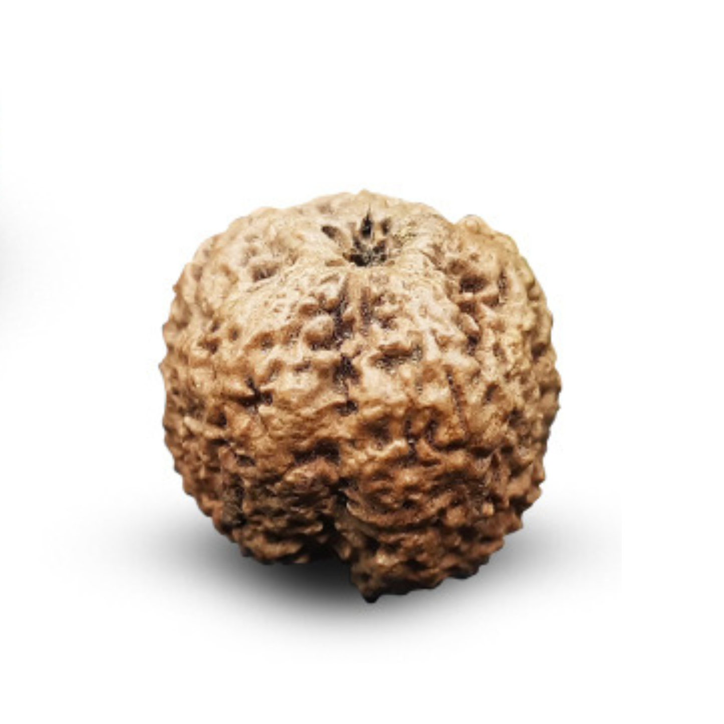 Nepal Origin Nirakar Rudraksha