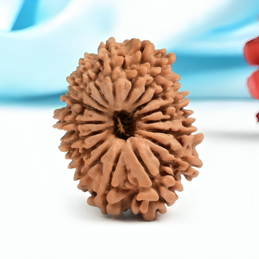 Nepal Origin 17 Mukhi Rudraksha