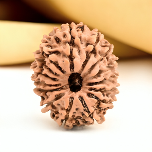 Nepal Origin 15 Mukhi Rudraksha