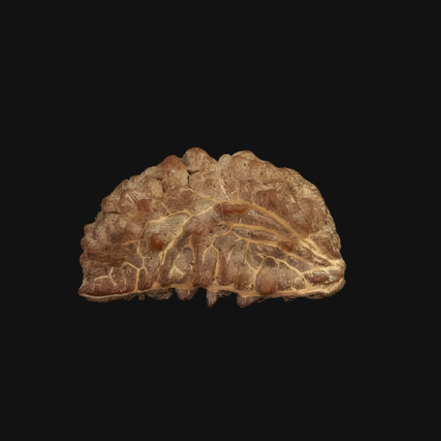 Rameshwaram 1 Mukhi Rudraksha