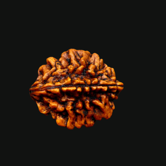 Rameshwaram 2 Mukhi Rudraksha