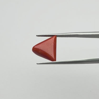 Triangular Red Coral (लाल मूंगा) - Ultra Premium